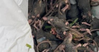 التعايش مع الفئران.. مدن تدعو للتعامل معها بدل من القضاء عليها