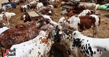 الزراعة تصدر دليلا من 20 توصية لاختيار الأضحية واللحوم السليمة الزراعة تصدر دليلا من 20 توصية لاختيار الأضحية واللحوم السليمة