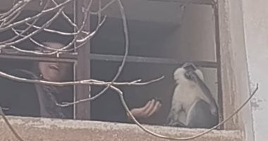 بيطرى المنوفية: الحماية المدنية تصل السادات للمساعدة فى إمساك القرد الهارب