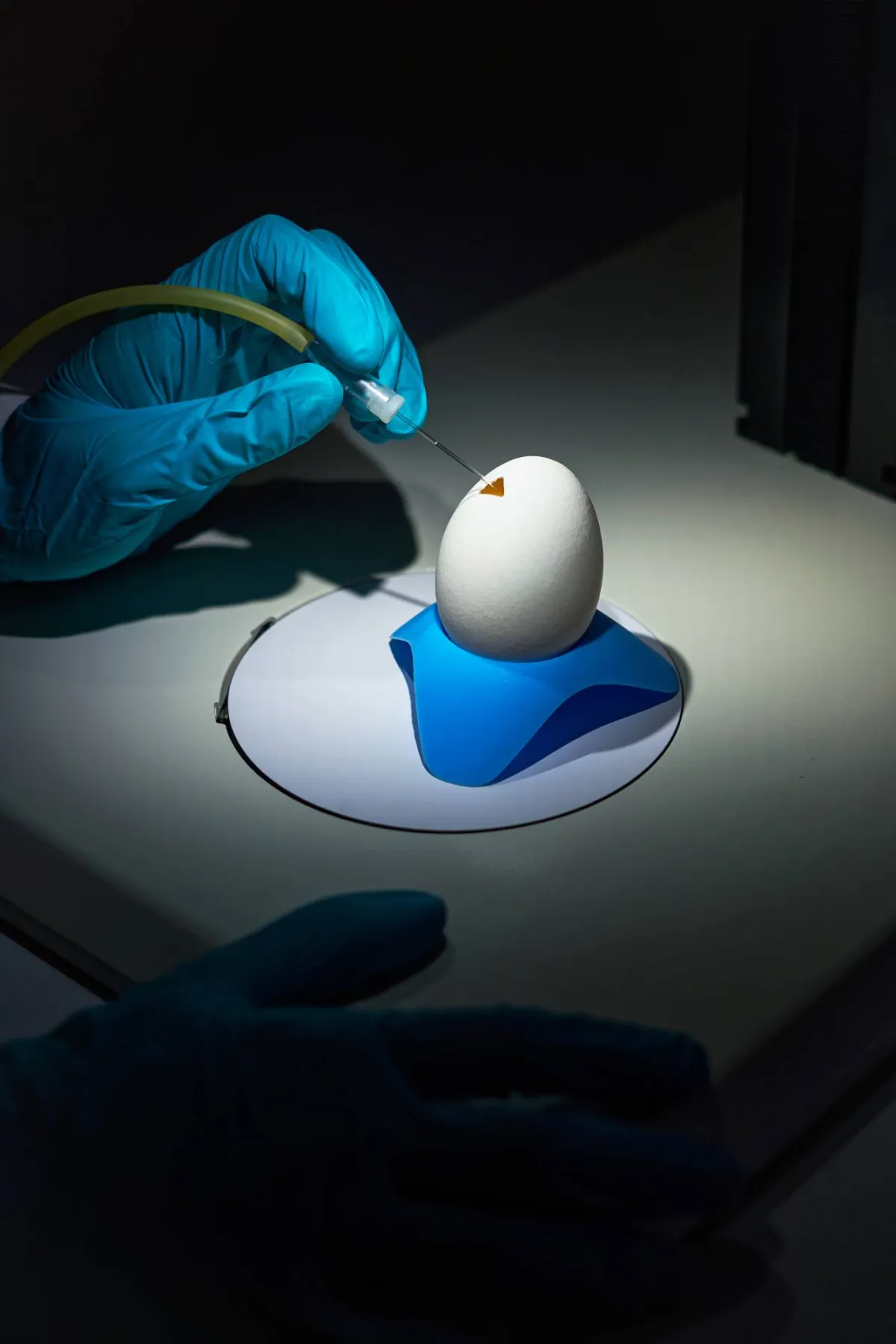 كيف تحول بيضة دجاجة مصنعا للأدوية