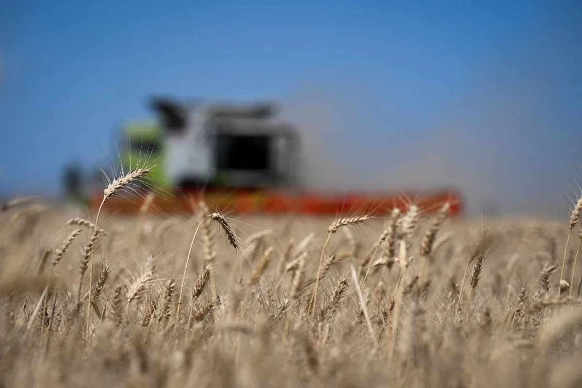 أزمة أسمدة عالمية... كيف تهدد الحرب حصاد الحبوب في العام المقبل
