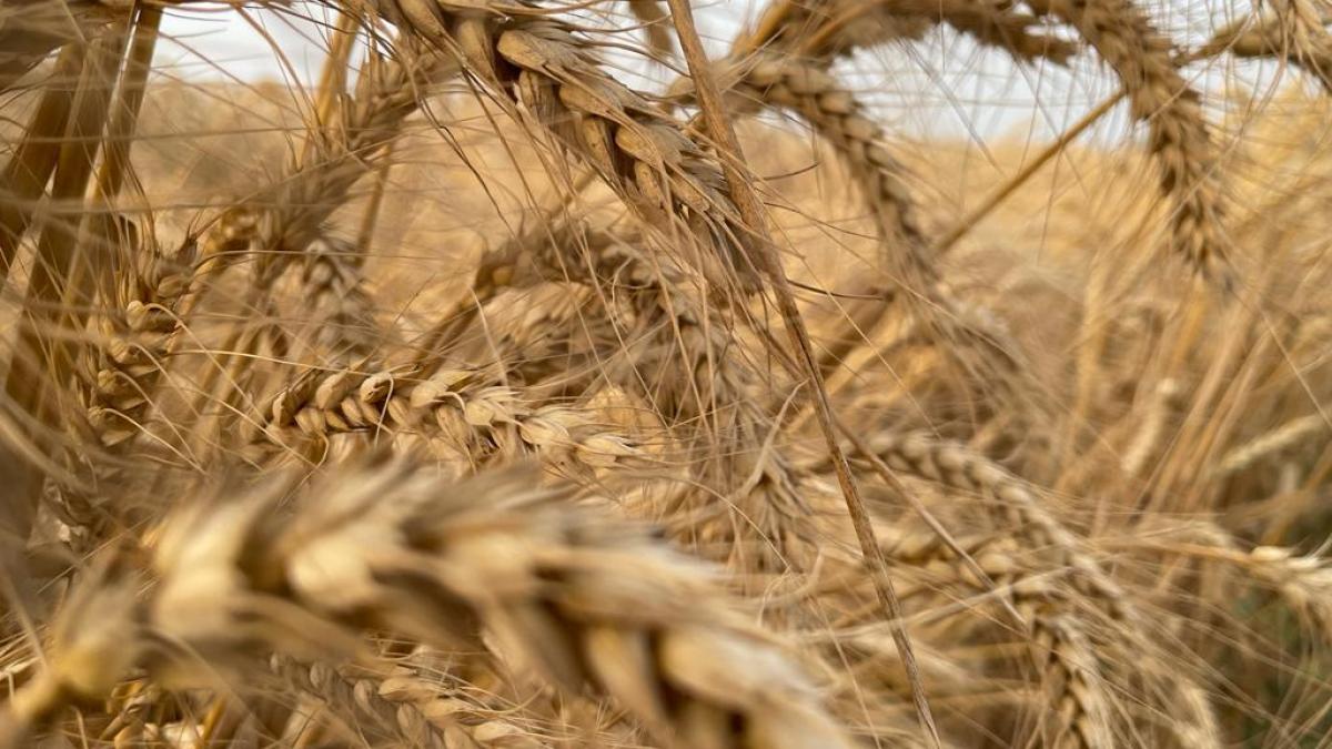 قمح إيران في زمن الحرب.. هل سيضمن خبز المواطن