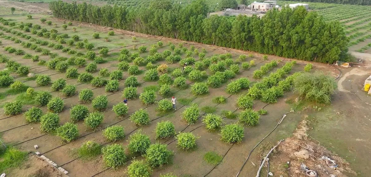 صندوق التنمية الزراعية السعودي يضخ 1.7 مليار دولار لتعزيز الأمن الغذائي