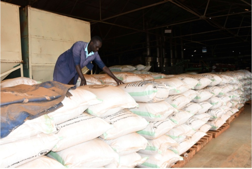 مزارعو الشاي في أوغندا يطالبون بإصلاحات عاجلة لإنعاش الإنتاج وتعزيز القدرة التنافسية