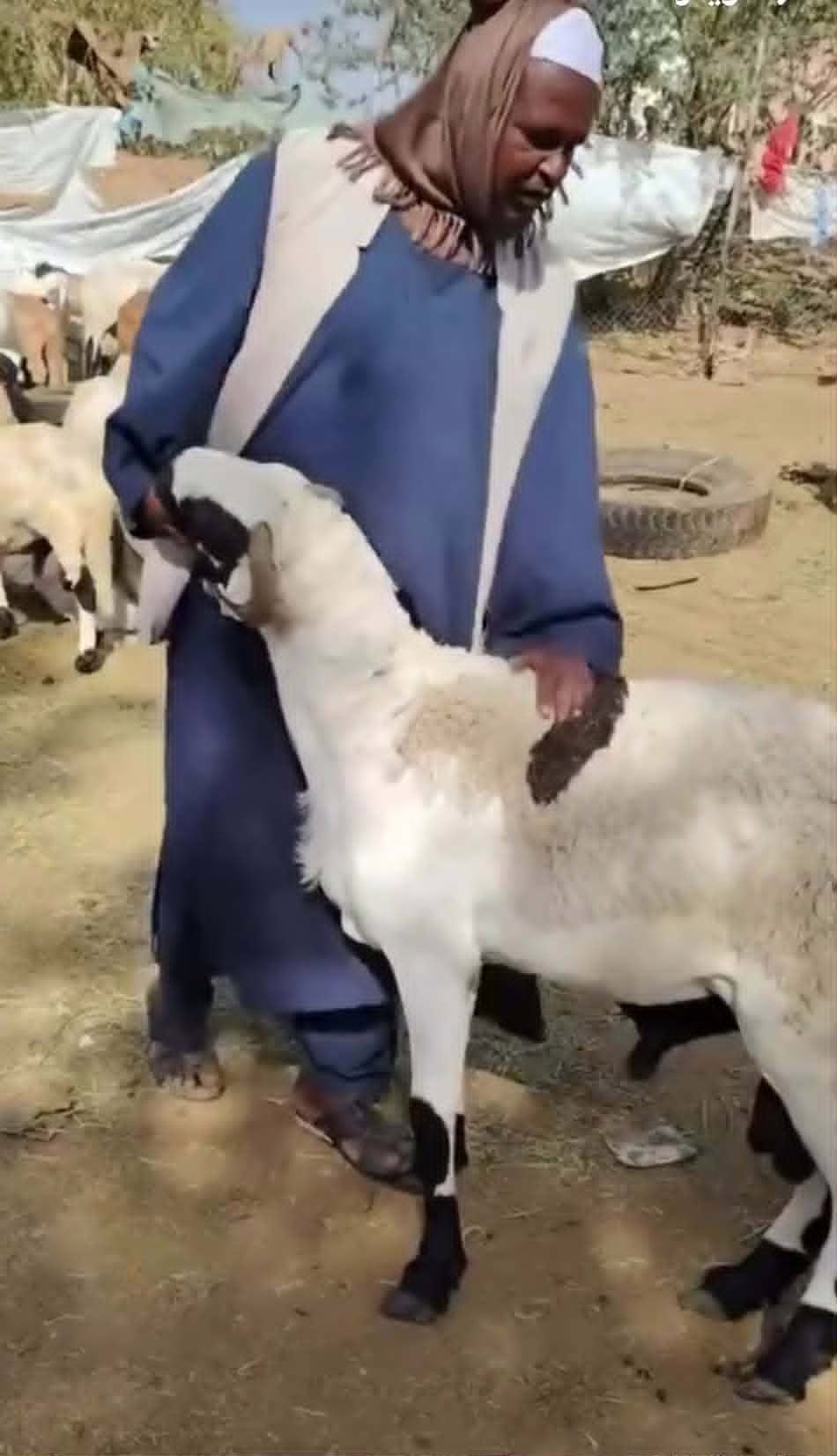 شاهد بالصورة والفيديو.. بيع خروف أضحية في سوق شندي بمبلغ 2 مليون ونصف ما يعادل أكثر من 600 دولار