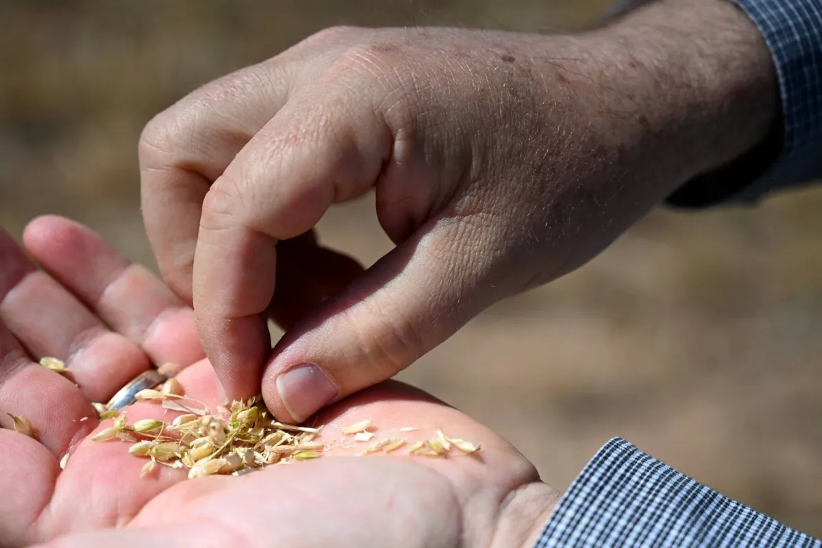 Supply Minister: Egypt Plans Global Grain Hub Supply Minister: Egypt Plans Global Grain Hub