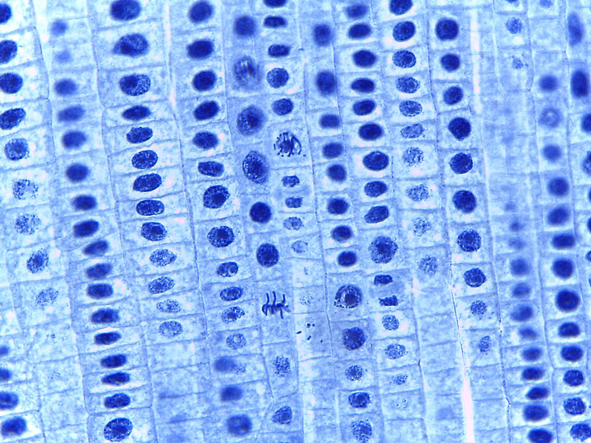 الإنزيمات تمتلك ذاكرة.. اكتشاف يؤكد أن الخلايا تشبه مدنا متقدمة
