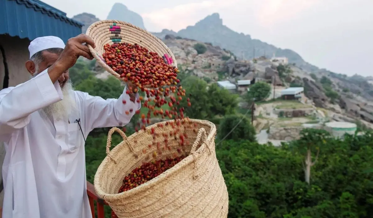 من جازان إلى الأسواق العالمية... انطلاقة قوية لـمركز تطوير البن السعودي من جازان إلى الأسواق العالمية... انطلاقة قوية لـمركز تطوير البن السعودي