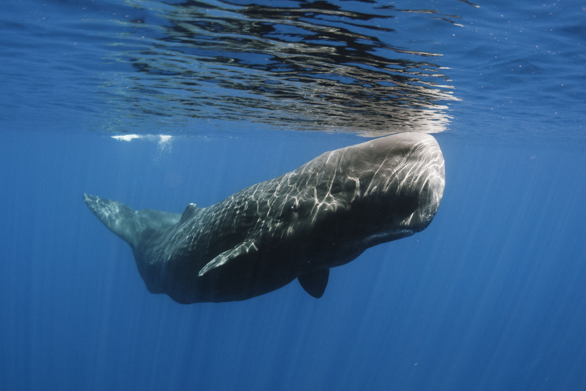 سر الكودا.. حيتان العنبر تتحدث بأنماط تشبه لغة البشر